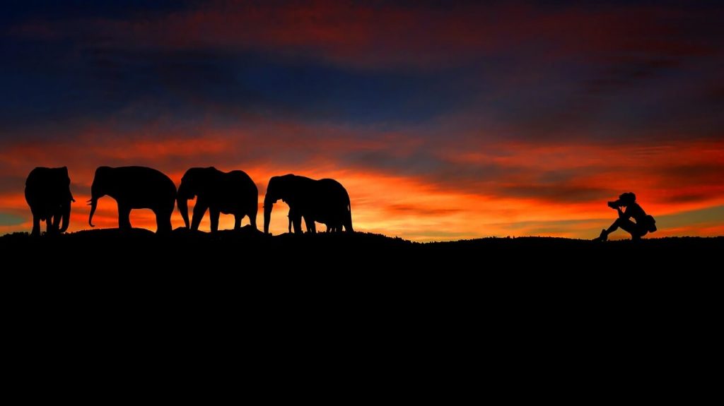 Imagen de una fotógrafa captando una instantánea de una manada de elefantes en libertad.